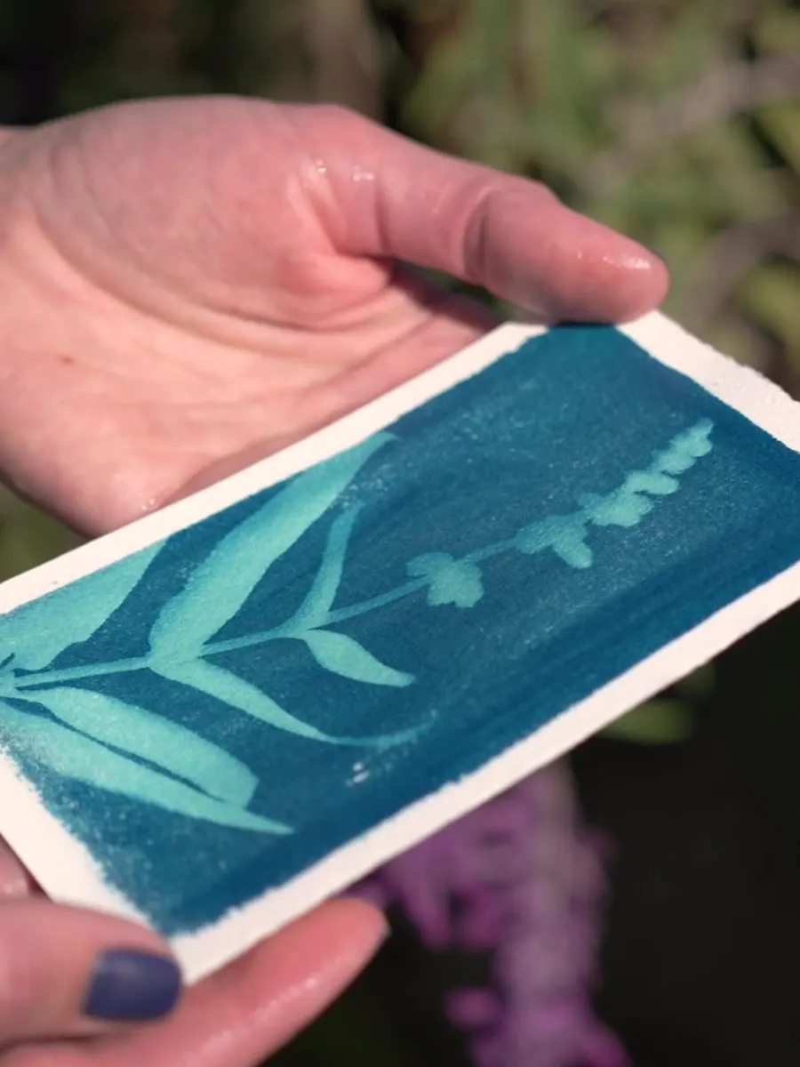 Mavi zeminde beyaz bitki izi kalan bitmiş cyanotype baskı